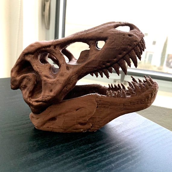 T-Rex skull